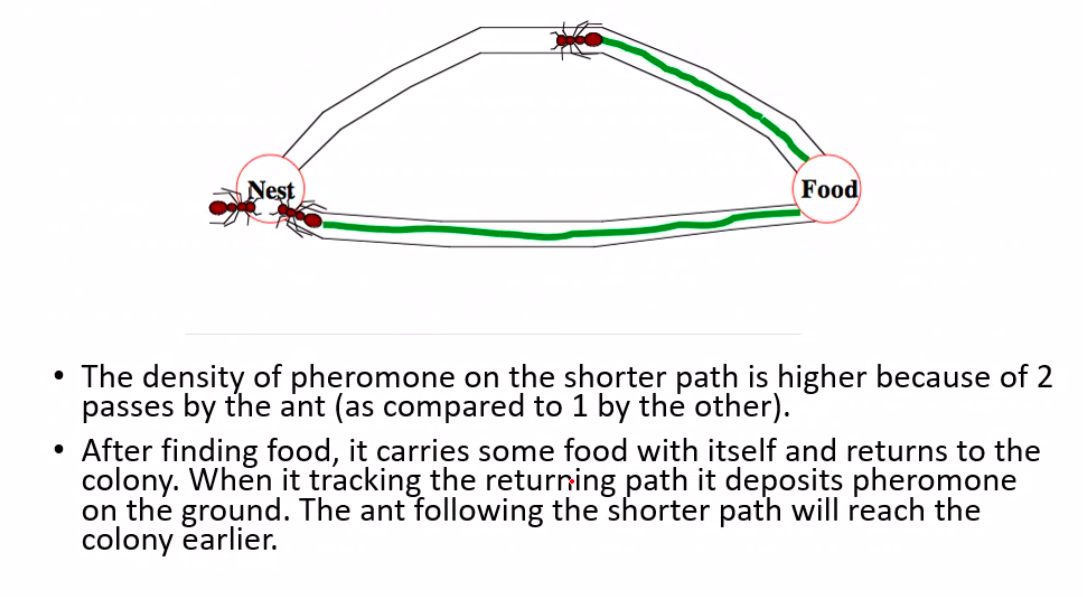 foraging2
